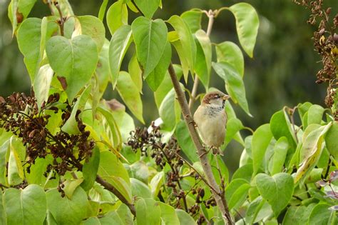 Passer Domesticus Bird In The Bush - Free photo on Pixabay - Pixabay