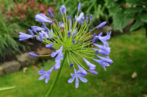 agapanthus africanus bali hai mail order nursery