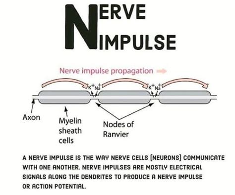 Nerve impulse - MEDizzy