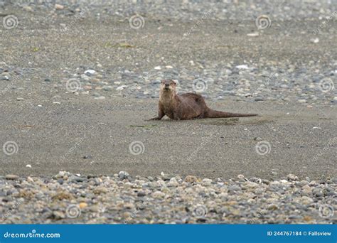 Nutria Marina En La Playa Foto De Archivo Imagen De Playa