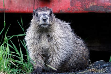 Happy Marmot Day, Alaska! - Anchorage Daily News