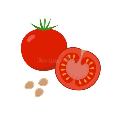 Dibujo Del Vector Del Tomate Tomate Aislado Y Pedazo Cortado Verdura Ilustración Del Vector