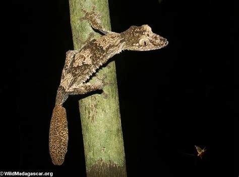 Picture: Uroplatus fimbriatus with flying insect