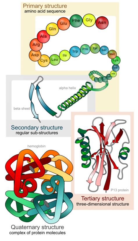 Denaturation of Proteins: What is it? | ChemTalk