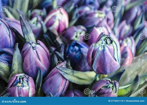 Blue Purple Tulips Spring Flowers Bouquet Stock Photo - Image of ...