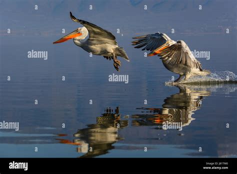 Dalmatian Pelican Pelecanus Crispus Shot At Sunrise At Lake Kerkini