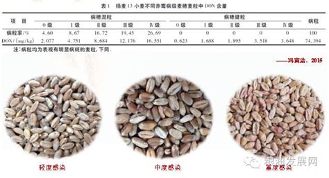 小麦和面粉中呕吐毒素污染现状、危害及降解方法