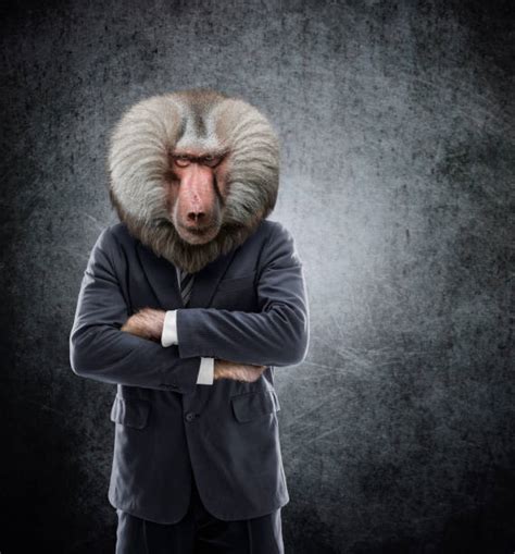 2700 Monkey Wearing Suit Stock Photos Pictures And Royalty Free Images