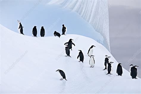 Group of Chinstrap Penguins on ice, South Orkney Islands - Stock Image - F023/1866 - Science ...