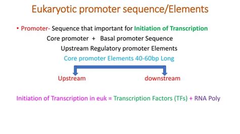 Eukaryotic Promoter Sequenceelements Ppt