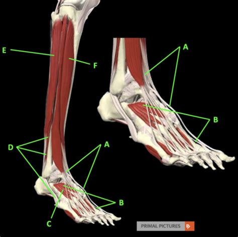 Muscles Of The Foot And Ankle Flashcards Quizlet