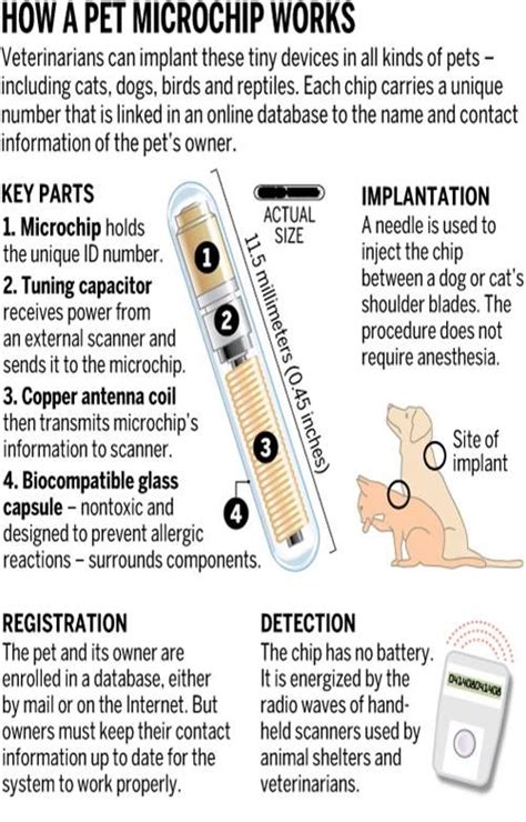 Pin By Just Love Goldens On Microchip Your Pet Dog Pet Health Care