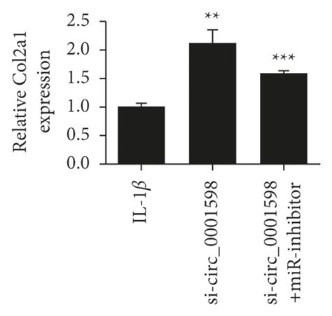 Circ Exerts Chondrocyte Biological Functions By Mir P A