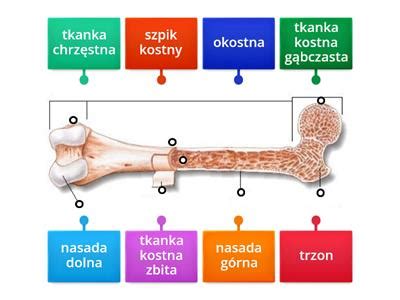 Budowa Kości Długiej Materiały Dydaktyczne