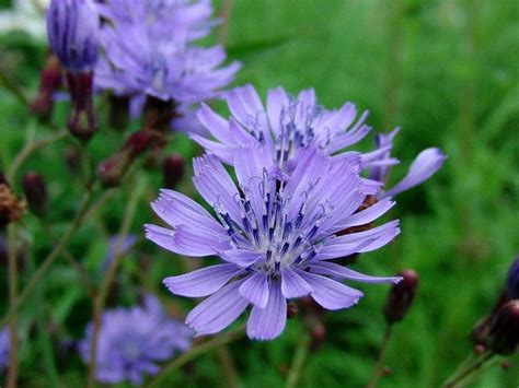 How To Grow Chicory and Harvest Chicory - A Step-by-Step Guide