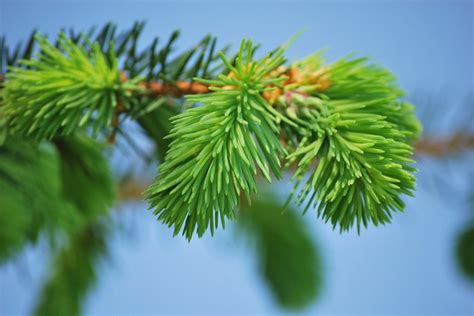 Pine Conifer Needles Free Photo On Pixabay