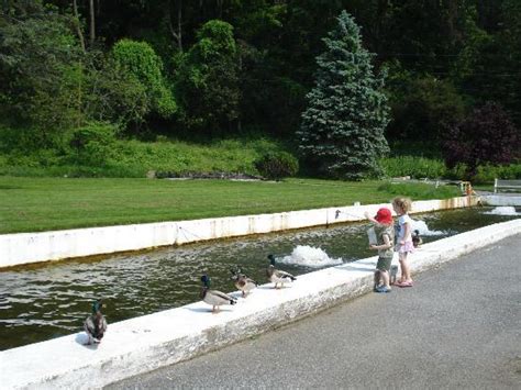 Fish Hatcheries In Pa