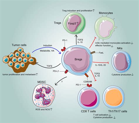 Frontiers Phenotypes Functions And Clinical Relevance Of Regulatory