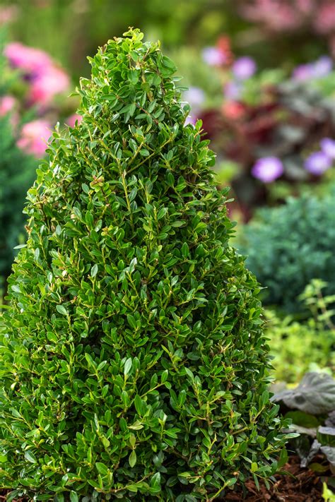 Ilex Crenata Japanese Holly Pyramid Garden Plant ⌀21cm Height