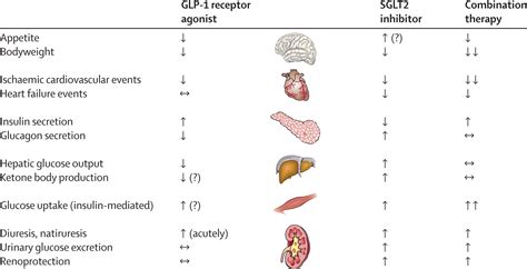 Glp 1 Receptor Agonists And Sglt2 Inhibitors A Couple At Last The