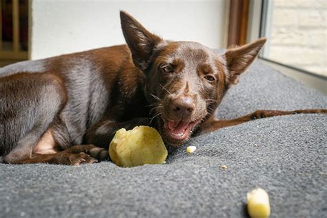 Maak Een Eetbare Kong Voor Je Hond Diy Hondtrainen Nl