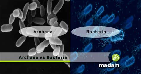 Difference Between Archaea and Bacteria - biomadam