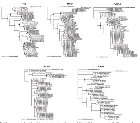 Figure 3 From Phylogeny And Cryptic Diversity In Geckos Phyllopezus