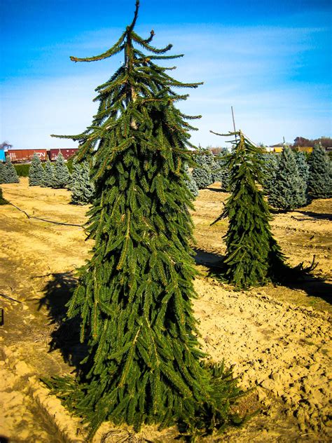 Weeping Norway Spruce Bonsai