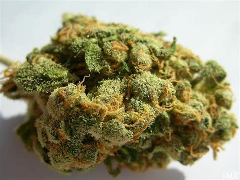 Jack Herer Green Ganja Home