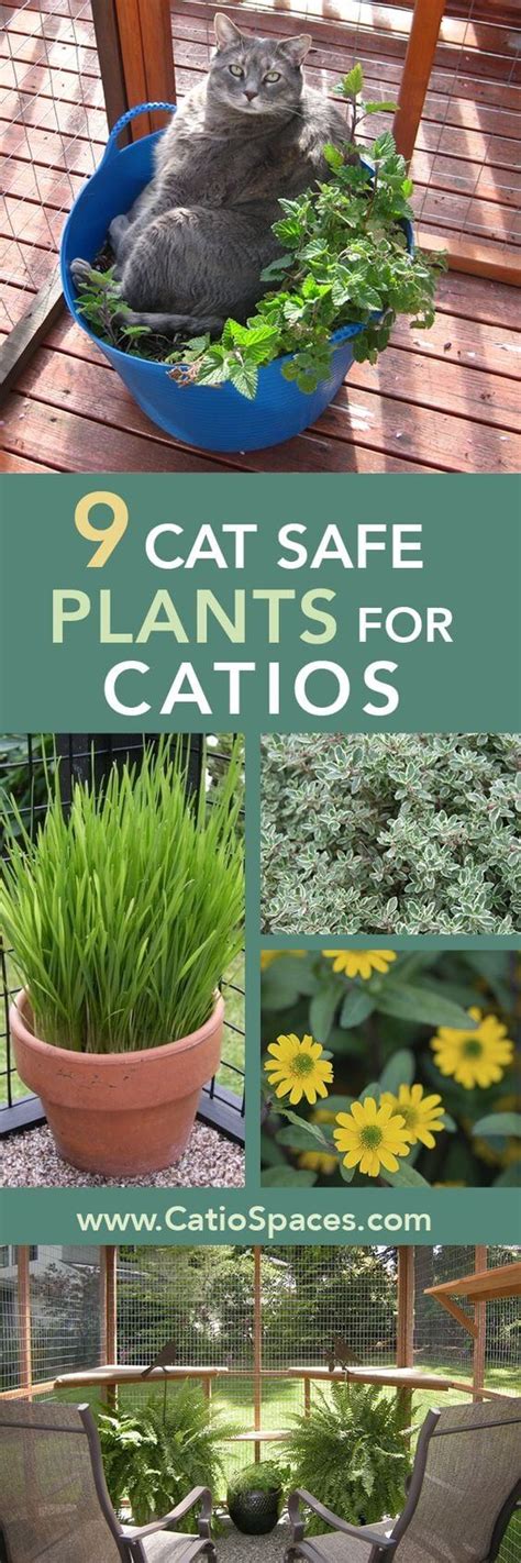 Consider These Top Cat-Pleasing Plants For Your Catio or Cat Enclosure