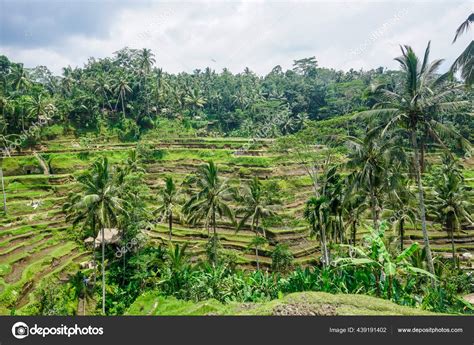 Beautiful Rice Terraces Bali Island Stock Photo by ©pavelvero 439191402