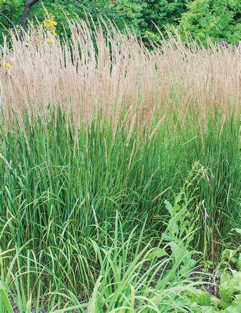 Calamagrostis Karl Foerster Tesselaar