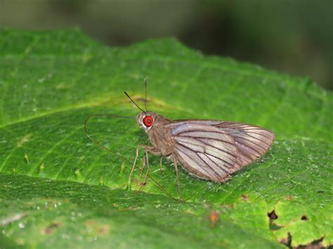 Carystus Ploetzi From Orito Putumayo Colombia On October 5 2023 At