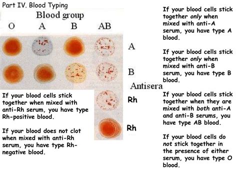 Ppt Part I Abo And Rh Blood Antigens Powerpoint Presentation Free