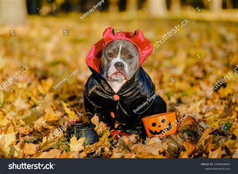 American Bully Dog Dressed Costume Celebration Stock Photo 2194428463 | Shutterstock