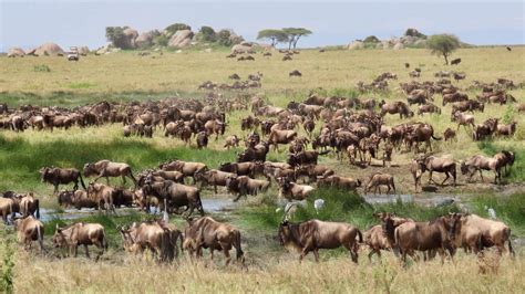 North Serengeti Migration Safari In Tanzania EXplore Plus