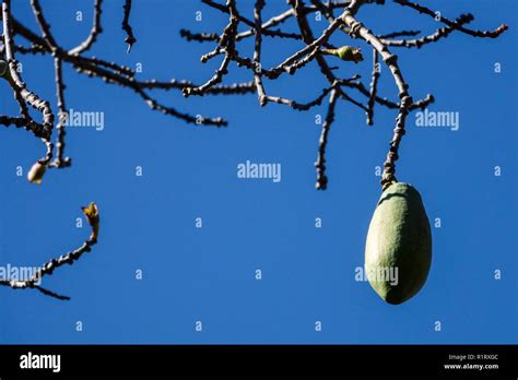 Ceiba Speciosa Fruit Hi Res Stock Photography And Images Alamy