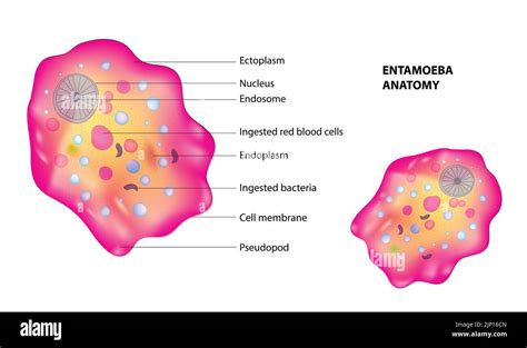 Infección Histolytica Fotografías E Imágenes De Alta Resolución Alamy