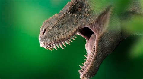 ‘jurassic Park Se Equivocó El Tiranosaurio Rex Sí Tenía Labios Invdes