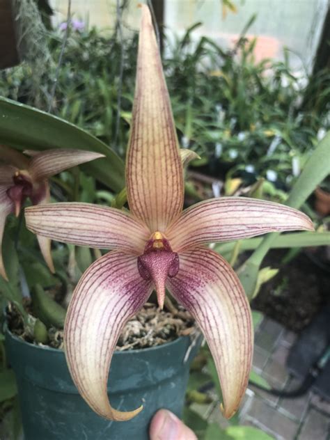 Bulbophyllum Tonya Jacobs Houston Orchid Society Conservation