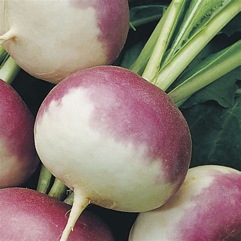 Johnsons Turnip Purple Top Milan Seeds Wilko