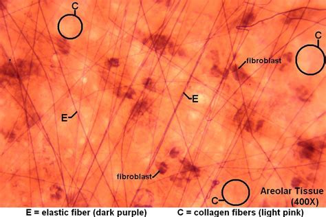 Areolar Tissue 400X 3