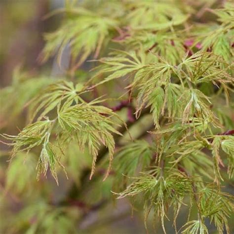 Seiryu Japanese Maple | C&J Gardening Center