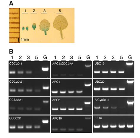 Cdh Related And Apc C Genes Remain Expressed In Postmitotic Cells A