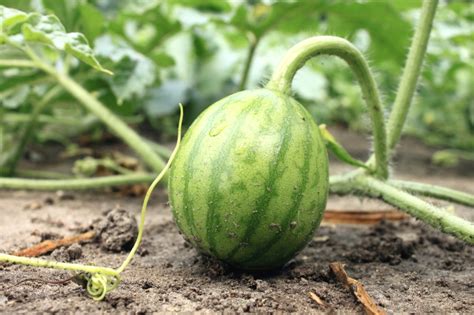 Wassermelone Im Garten Anbauen So Gelingts