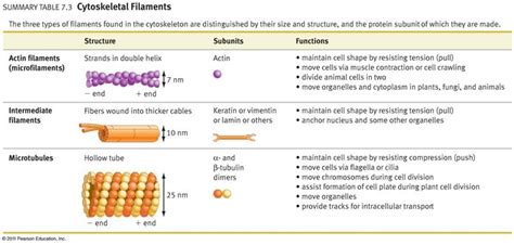 Cytoskeleton Actin Filaments Microtubuli Intermediate Filaments Biology Notes Medical