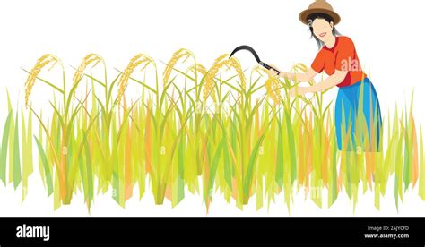 Farmer Harvest Rice In Paddy Field Vector Design Stock Vector Image