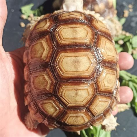 Jual Sulcata Size Aman 9 10cm Gen Tiger Shopee Indonesia