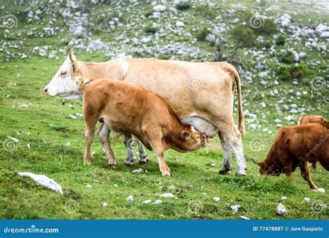 Free Range Cattle Cows On High Mountain Green Pasture Stock Image