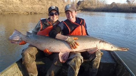 Alligator Gar In Tennessee Twra Wants To Record Sightings